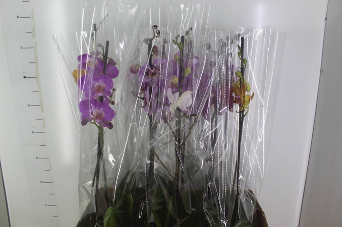 <h4>PHALAENOPSIS MIX P12</h4>