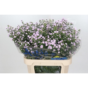 Aster Baby Pink Pearl