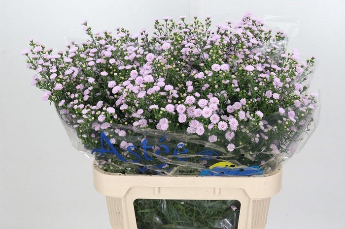 <h4>Aster Baby Pink Pearl</h4>