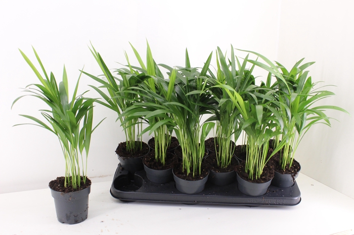 <h4>DYPSIS LUTESCENS</h4>