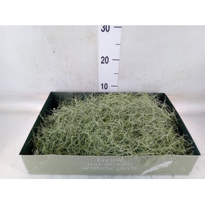 Tillandsia usneoides