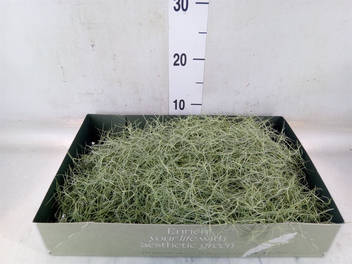 <h4>Tillandsia usneoides</h4>
