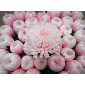 Chr G Tutu Pastel Pink