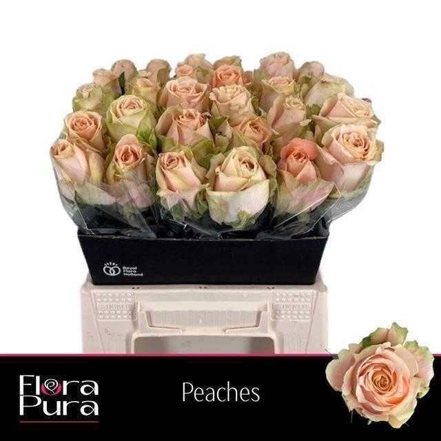 <h4>R GR PEACHES</h4>