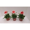 Dahlia (Miscellaneous Grp) Summerbe