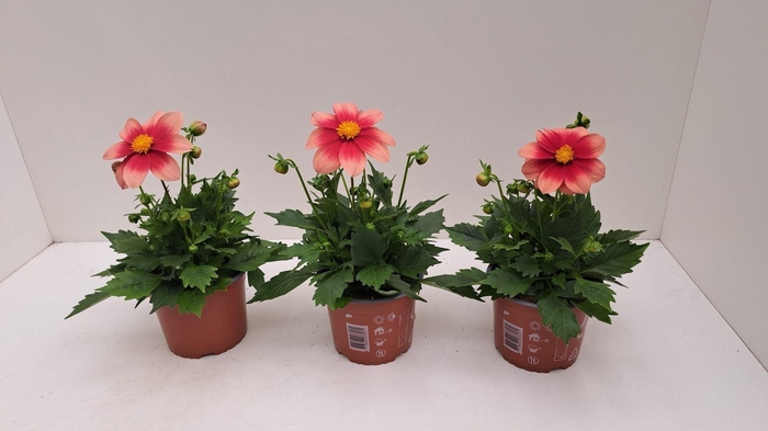 Dahlia (Miscellaneous Grp) Summerbe