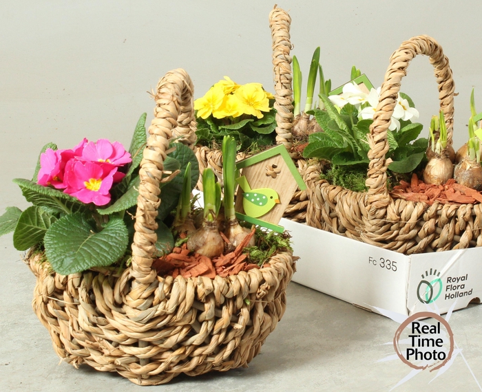 <h4>ARR TUINPLANTEN</h4>