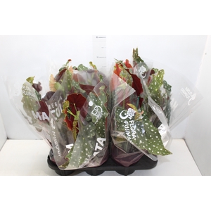 BEGONIA MACULATA P15 PO