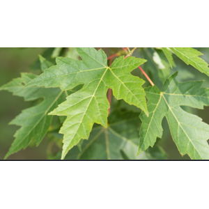 Acer rubrum