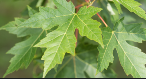 <h4>Acer rubrum</h4>