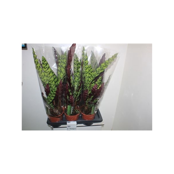 <h4>Calat Lancifolia 17cm Pot</h4>