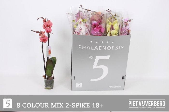 <h4>PHAL GEM 8 KL</h4>