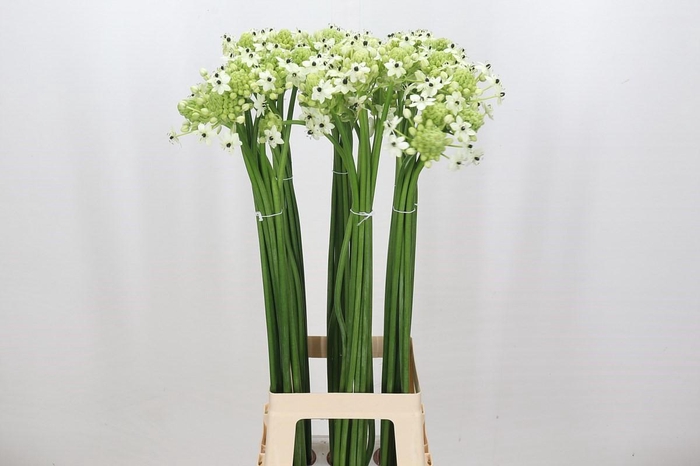 <h4>Ornithogalum Saundersiae</h4>