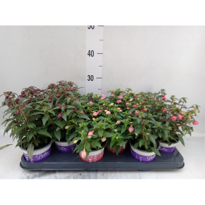 <h4>Fuchsia  'Bella Fuchsia'</h4>