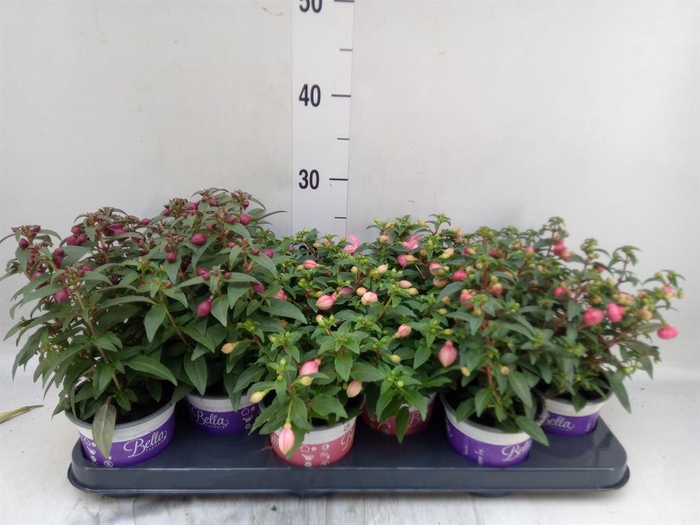 Fuchsia  'Bella Fuchsia'