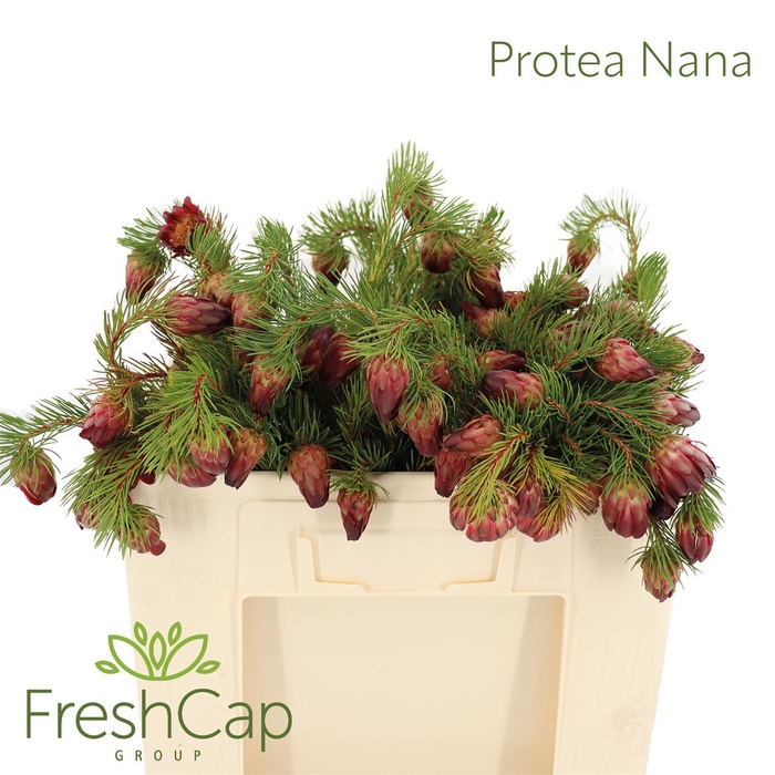 <h4>Protea Nana</h4>