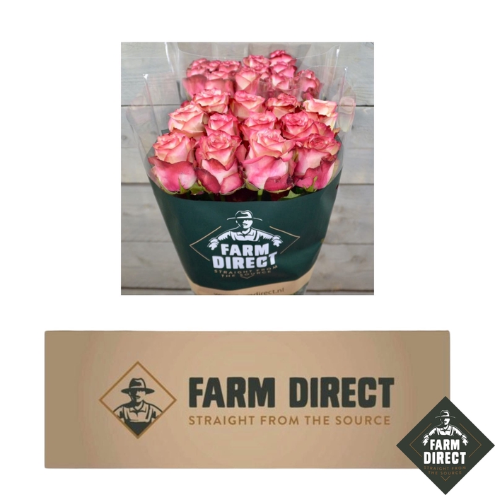 <h4>R GR PALOMA (BOX)</h4>