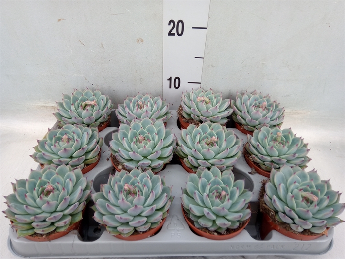 <h4>Echeveria   ...</h4>