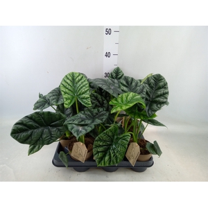 Alocasia   ...