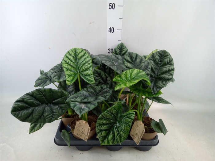 <h4>Alocasia   ...</h4>