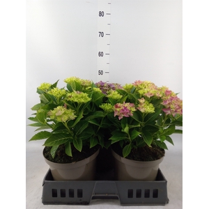 Hydrangea mac. 'Hi River'