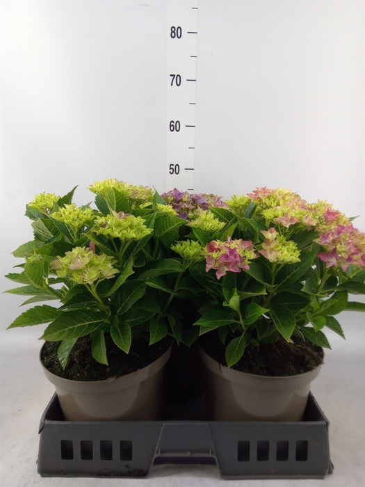<h4>Hydrangea mac. 'Hi River'</h4>