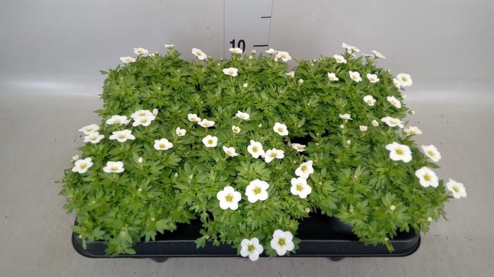 Saxifraga arend. 'Alpino Red'