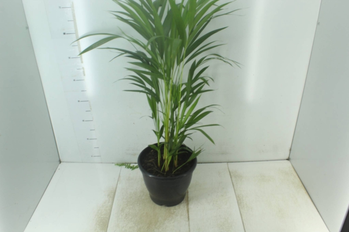 <h4>ARECA BAMBU P24</h4>