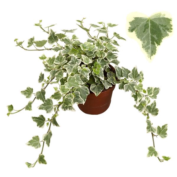<h4>White Wonder 8,5cm</h4>