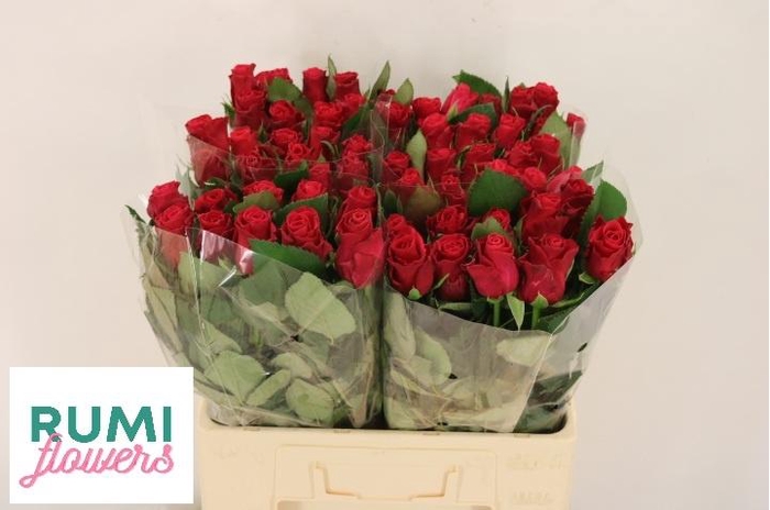 <h4>R GR TACAZZI+</h4>