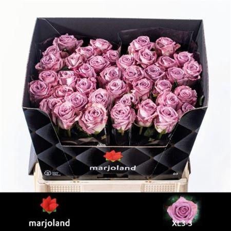 <h4>Rosa a grande fleur Nayeli!</h4>
