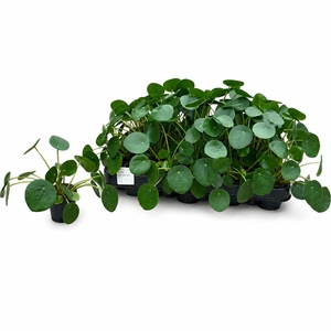 PILEA PEPEROMIOIDES