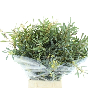 ACACIA BL HAMBURY BS