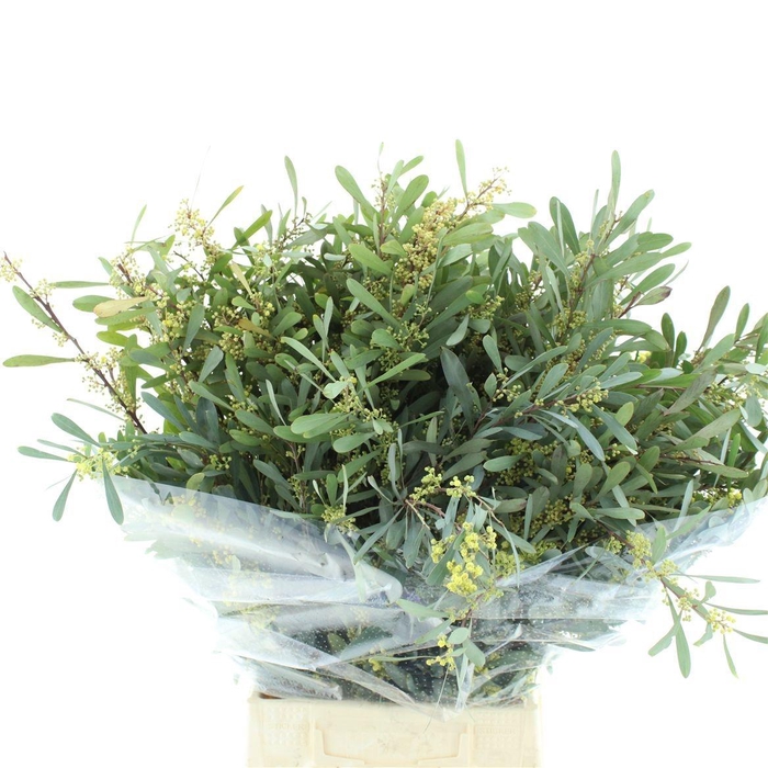 <h4>ACACIA BL HAMBURY BS</h4>