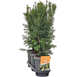 Hedgeline Taxus media 'Hicksii' 50-60 C4