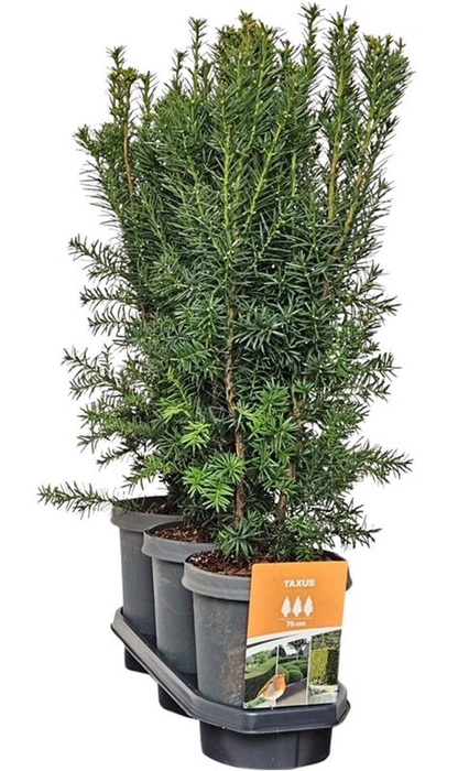 <h4>Hedgeline Taxus media 'Hicksii' 50-60 C4</h4>