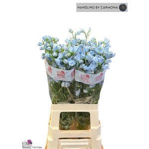 DELPH EN M PLAT BLUE