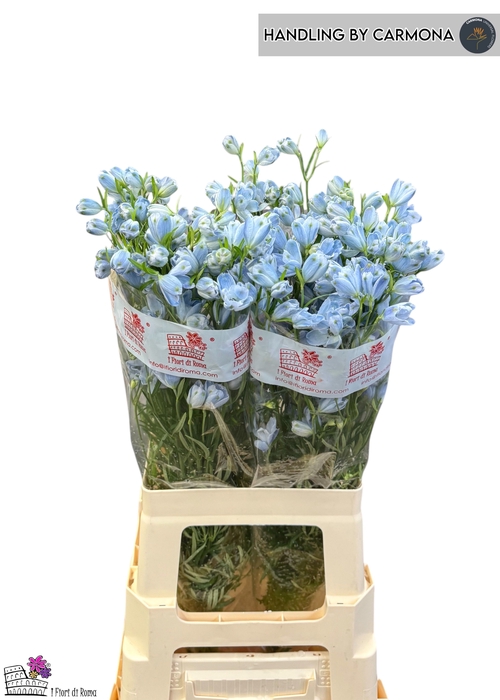 <h4>DELPH EN M PLAT BLUE</h4>