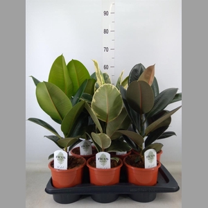 Ficus elastica   ...mix 3