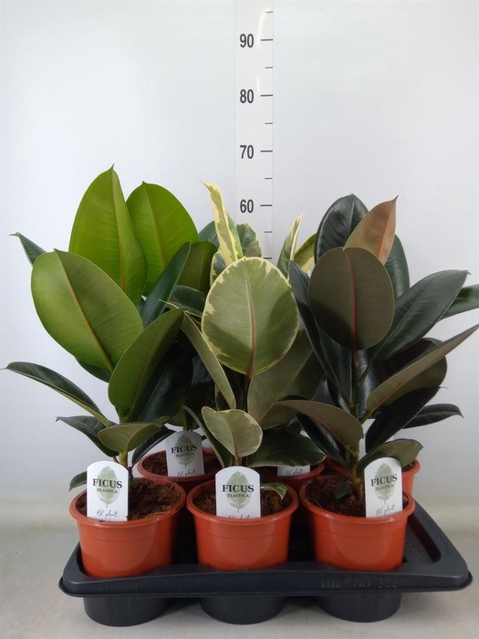 <h4>Ficus elastica   ...mix 3</h4>