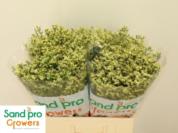 <h4>LIM SIN CHINA LEMON</h4>