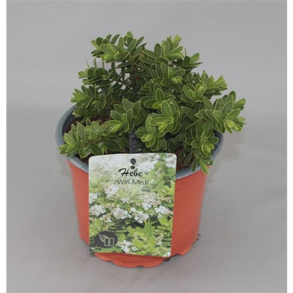 <h4>Hebe Wiri Mist C2</h4>