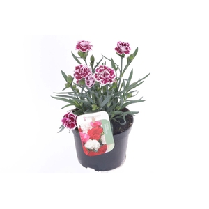 Dianthus caryophyllus Colori Joy