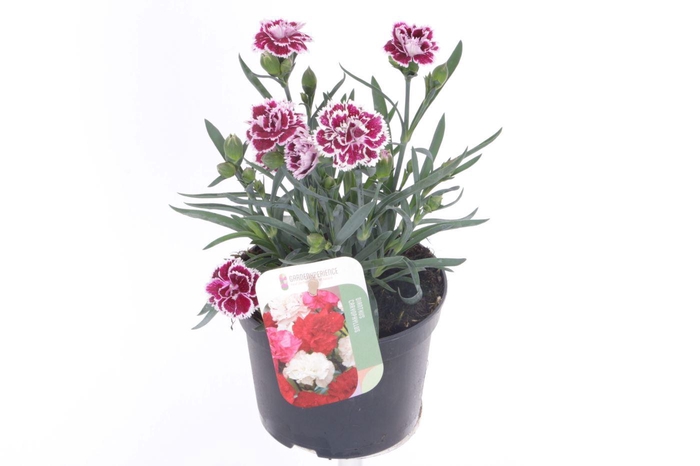 <h4>Dianthus caryophyllus Colori Joy</h4>