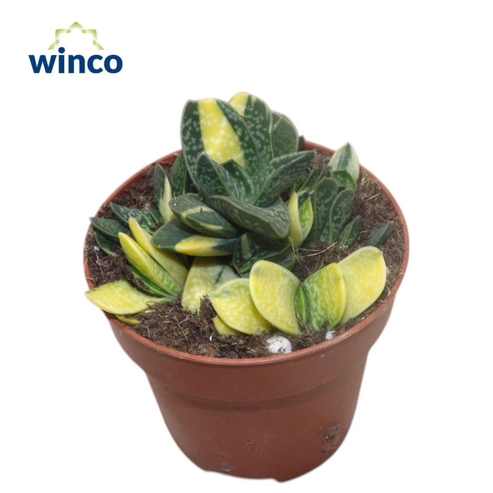 <h4>Gasteria Bicolor Variegata</h4>