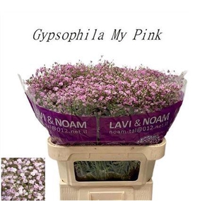 Gyps Pa Pink