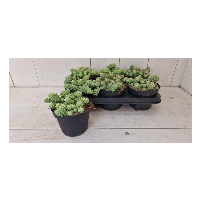 <h4>Sedum Burrito 13Ø 15cm</h4>