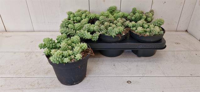 Sedum Burrito 13Ø 15cm