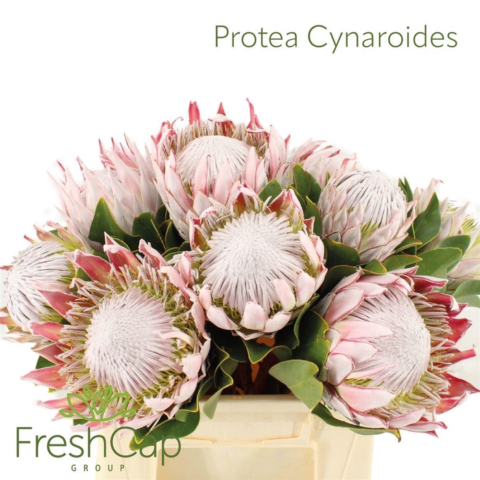 <h4>Protea Cynaroides Big</h4>