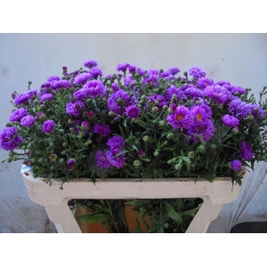 ASTER OVERIG BUNDE PRIS